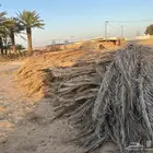 سعف للبيع