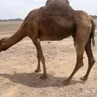 ناقه حمراء ادهماء ميت ولدها