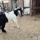 تيس مشروع فحل طيب