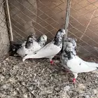 حمام باكستاني مع فروخ
