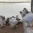 براهما دم صافي بياض