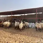 غنم نعيمي