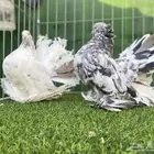 رقاص هندي TOP 1