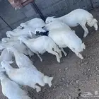 ذبايح خرفان للبيع