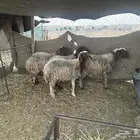 غنم نعيم دبس