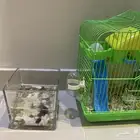 اعرض لكم سمكه وهامستر الهامستر عمره شهرين