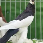 نفاخ مسوبع ( تم البيع )