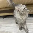 قطه