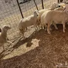 رخال حريات