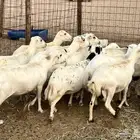 غنم رفد مفاصيل وخلفات