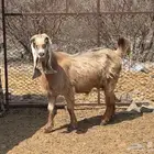 عنز عارضيه دافع شرط