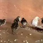بوب وايت سمان أمريكي