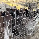 حمام زينه البيع مستعجل