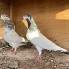 للبيع حمام تيدي