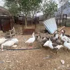وز للبيع العدد 20