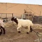 فحل نعيمي جذع طيب سومه 1530