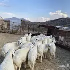 طليان للبيع