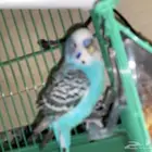 طيور الحب منتجه