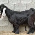 تيس فحل عارضي