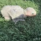 فروخ روز تقبل الغر