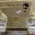 ذكر كروان اليف