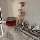 اغراض بسس قطط