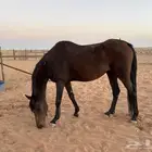 فرس انقليزيه