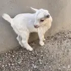 ماعز قزمي ذكر للبيع