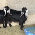 معزا عوارض طيبة