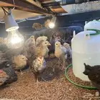 صيصان دجاج عمر شهرين