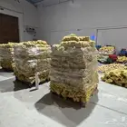 بطاطس طازجة يومي ا   جودة عالية   كميات كبيرة