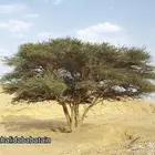 بذور الاشبهان