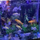 سمك زينة حجم كبير