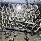 حمام فرنسي سلفر للبيع 100 زوج منتج