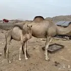 خلفة كفو كفو