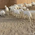 غنم رفيديات خلفات