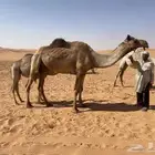 للبيع رحول معها بكره