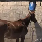 فرس شعبيه تحتها مهره