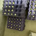 بيض سمان جامبو بري كريمي ابيض مخصب ومائدة