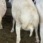رفيديات وبرابر وسواكنيات