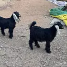 بهم