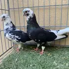 حمام قطيفي