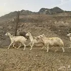 أعراض لكم ضان حريات
