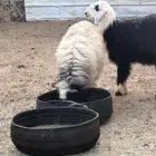 طليان للبيع