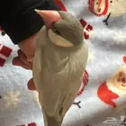 جاوه سلفر