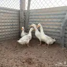 بط بكيني العمر 6 شهور