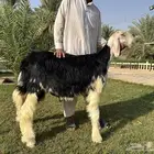 مشروع فحل نجدي