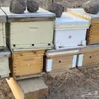 خلايا نحل فاضيه