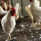 ديوك لوهمان للبيع