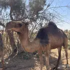 ناقه حايل للبيع